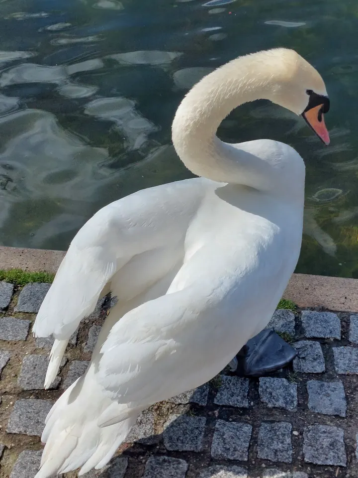 Strandbad Plötzensee — Functional Training in Wedding, Berlin