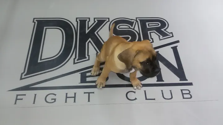 DKSR Gimnasio Barcelona — boxeo-studio en Barcelona — 4