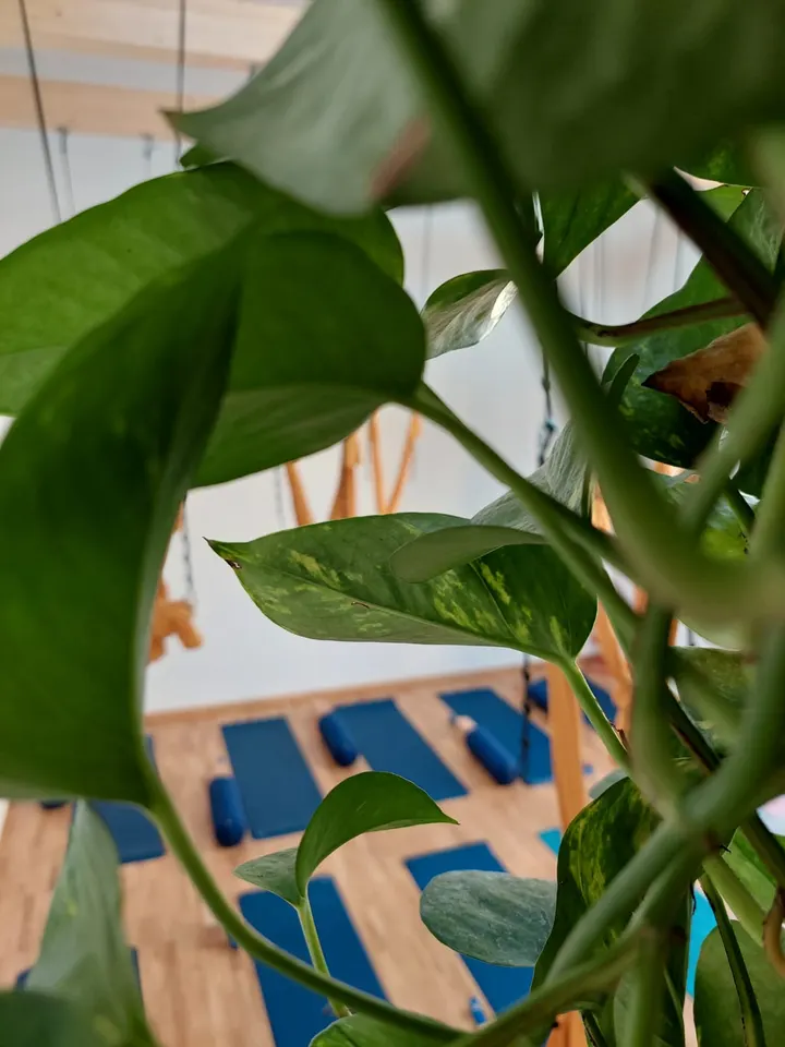 Shala Yoga Studio Corsi — yoga-studio a Prato — 3