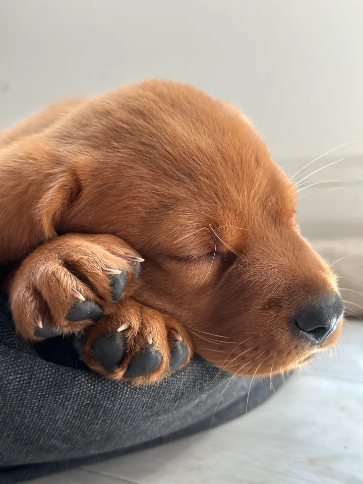 Puppy Yoga München (Yoga mit Welpen) — yoga-studio in Isarvorstadt, München — 2
