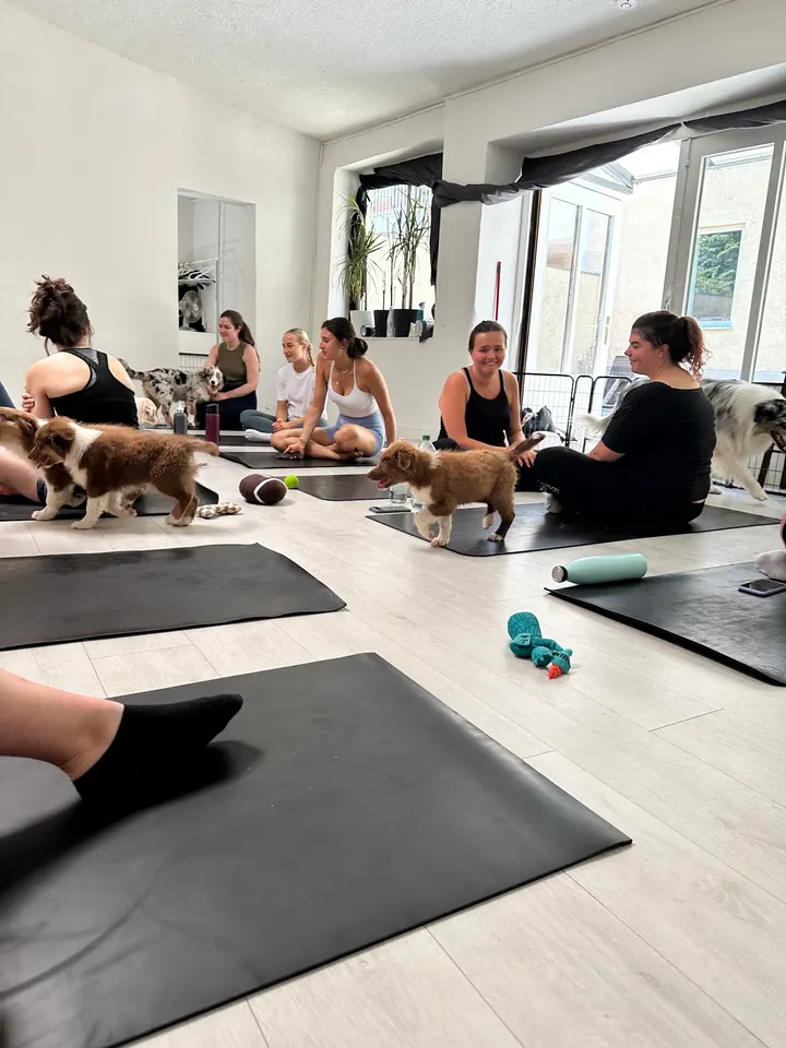 Puppy Yoga München (Yoga mit Welpen) — yoga-studio in Isarvorstadt, München — 3