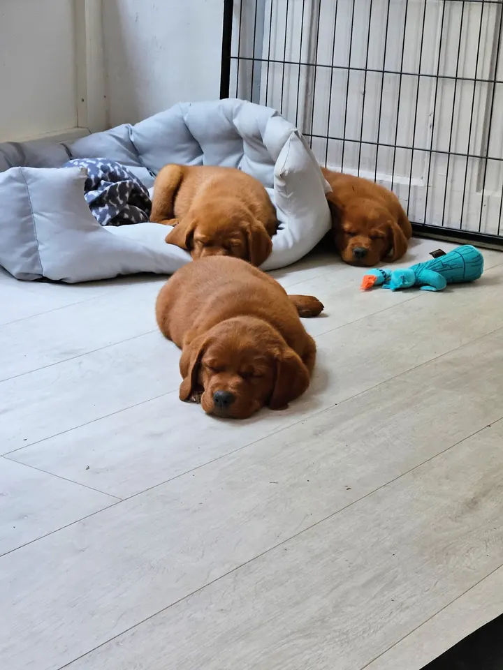 Puppy Yoga München (Yoga mit Welpen) — yoga-studio in München — 3