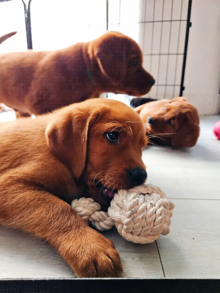 Puppy Yoga München (Yoga mit Welpen) — yoga-studio in München — 4