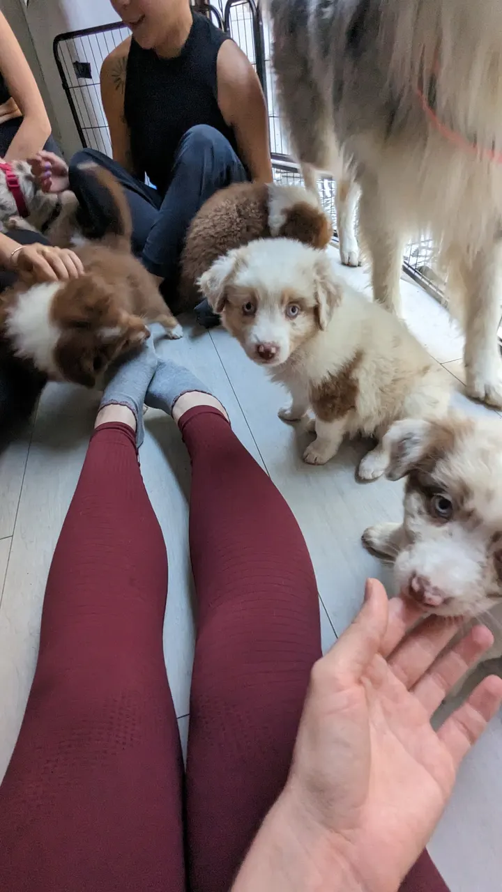 Puppy Yoga München (Yoga mit Welpen) — yoga-studio in München — 5