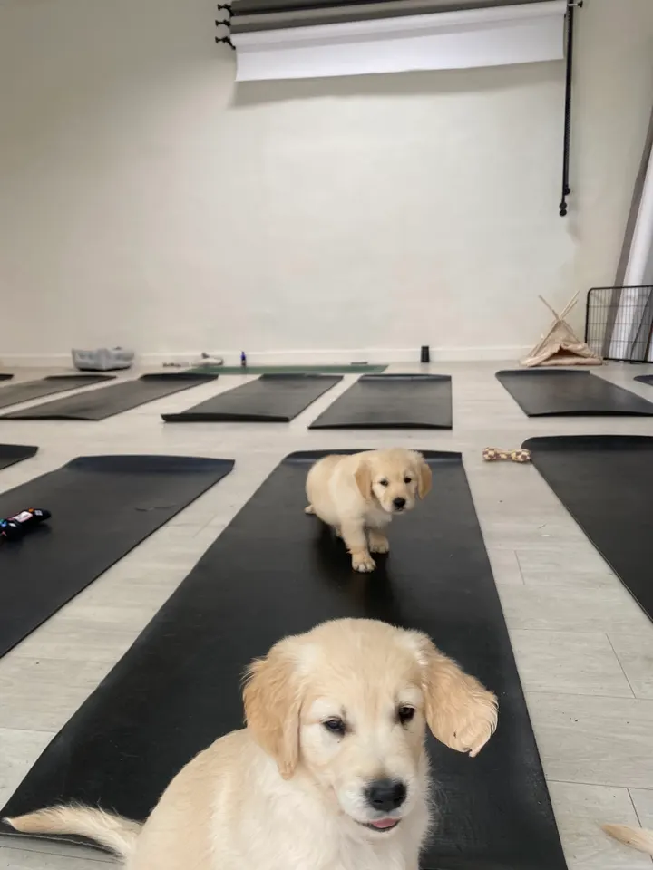 Puppy Yoga München (Yoga mit Welpen) — Yoga in Isarvorstadt, München