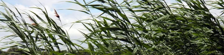 Yoga-Hengelo — Yoga in Hengelo