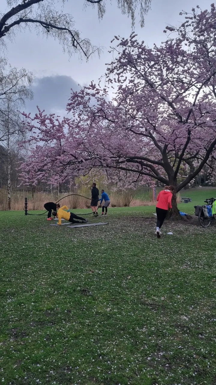 Original Bootcamp - Outdoor Fitness | Eppendorfer Park | Hamburg — functional training-studio in Hamburg — 4