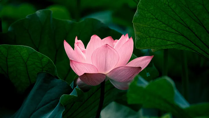 Yoga with Karla Elizondo Barendrecht — yoga-studio in Carnisselande, Barendrecht — 2