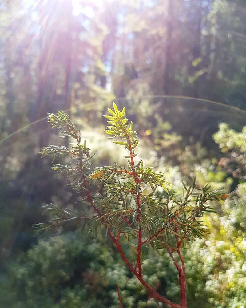 Lyckobackens levAnde — meditation-studio i Örnsköldsvik — bild 3