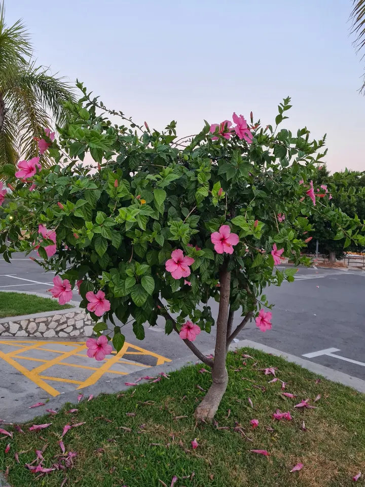 GIMNASIO ACAPULCO S.L. — Estudio de fitness en Santana, Benalmádena