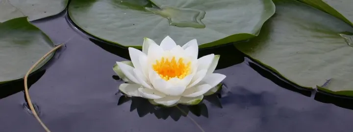 Life is Yoga — yoga-studio in Sint Pancras — 2