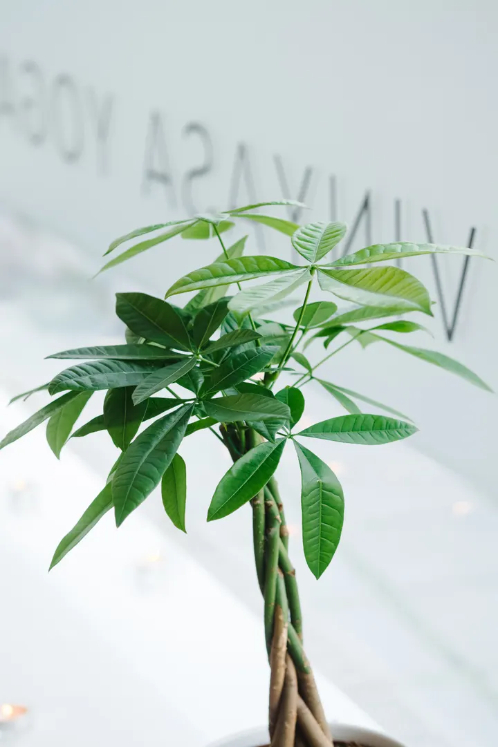 Ashtanga Vinyasa Yoga Shala — Yoga in Centrum, Amsterdam