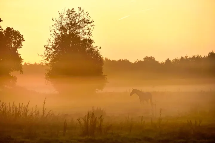 House of Retreat — yoga-studio in 't Plaveen, Huizen — 3