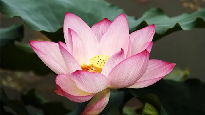 Sri Sai Prana Yoga - Dresden — Meditation in Seidnitz, Dresden