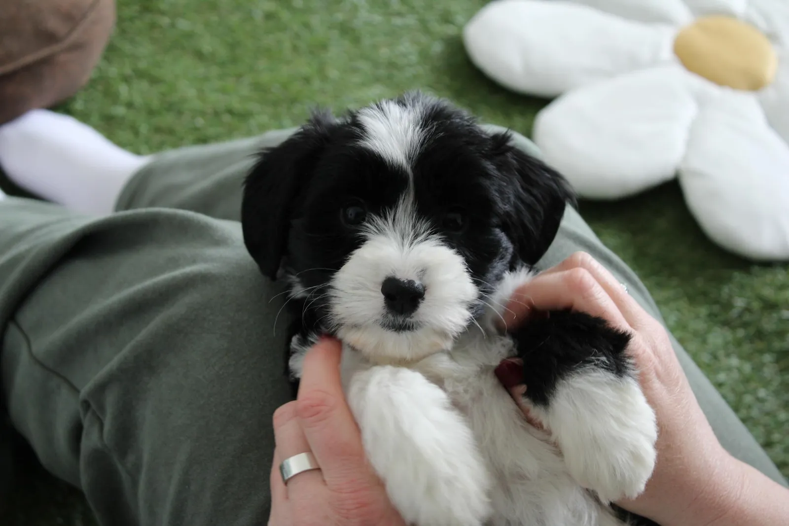 Puppy Yoga Club London — yoga-studio in London — 2