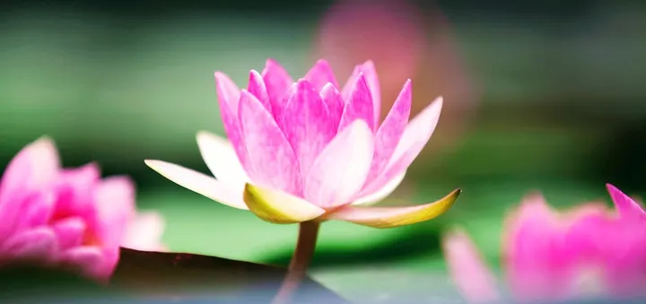 Svane Yoga & Coaching — Yoga i Ballerup, København