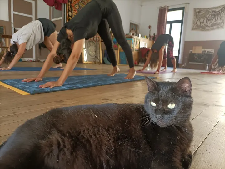 Ashtanga Yoga Catalunya — yoga-studio à Perpignan — 4
