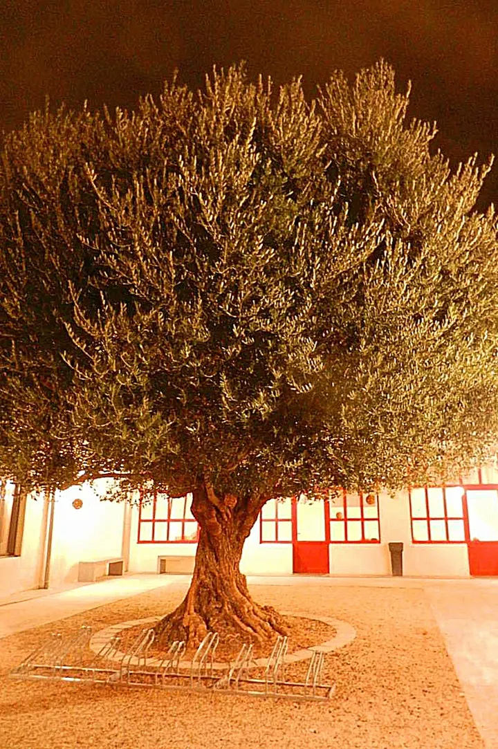 La Courte Echelle — yoga-studio à Triangle de la Gare, Nîmes — 2