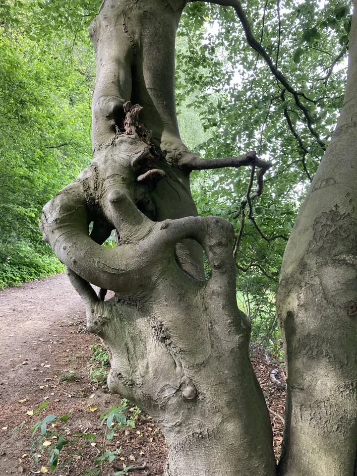 Yogacentrum Brummen — Yoga in Cortenoever, Brummen