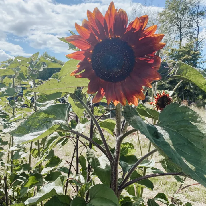 Aluna Yoga — yoga-studio i Kalmar — 4