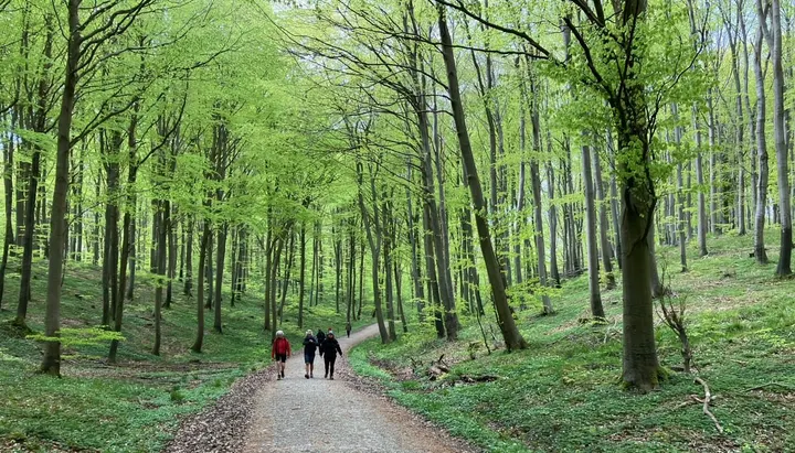 Anahata Yoga Retreat Center — yoga-studio i Stege — 3