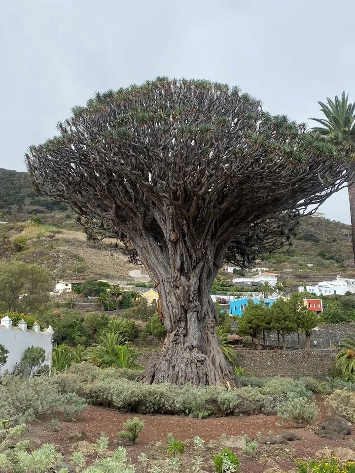 Yoga And Healing — yoga-studio en Guía de Isora — 2