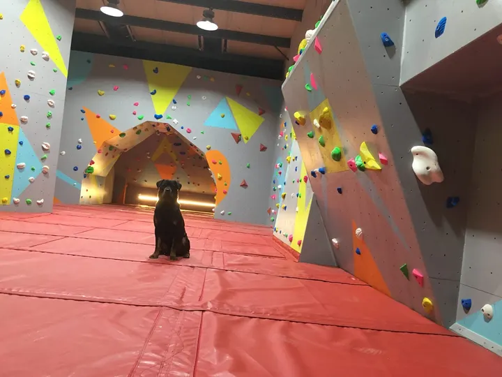 Forest Climbing — climbing-studio in Cinderford — 4
