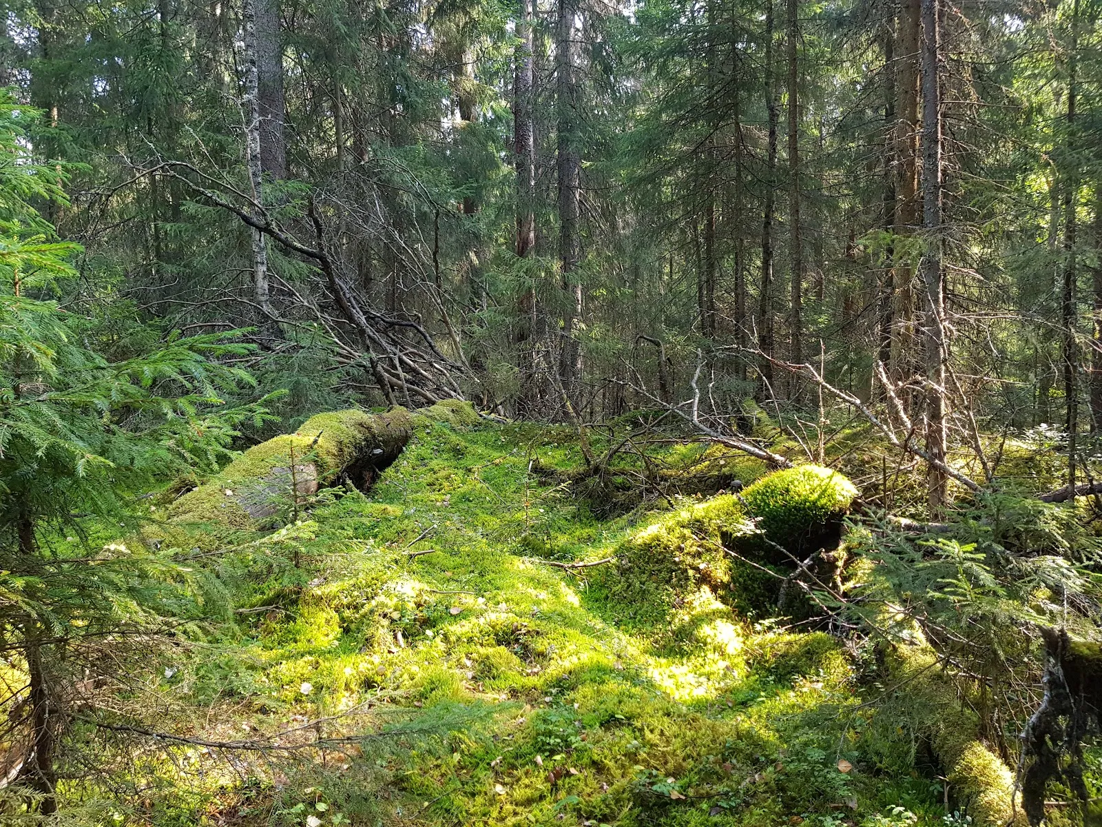 Kelo ja kallio Adventures — kiipeily-studio – Tampere — 4