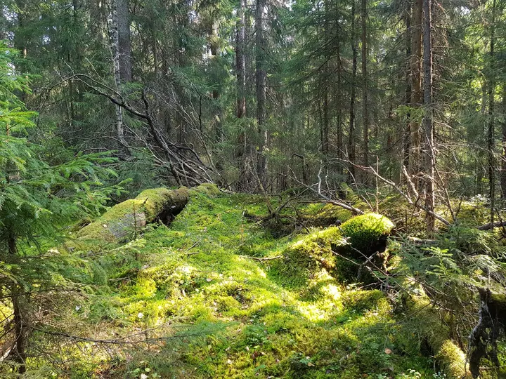 Kelo ja kallio Adventures — kiipeily-studio – Tampere — 4