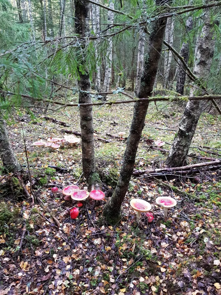 Aura Trening Og Helse — CrossFit i Bokstad, Aurskog