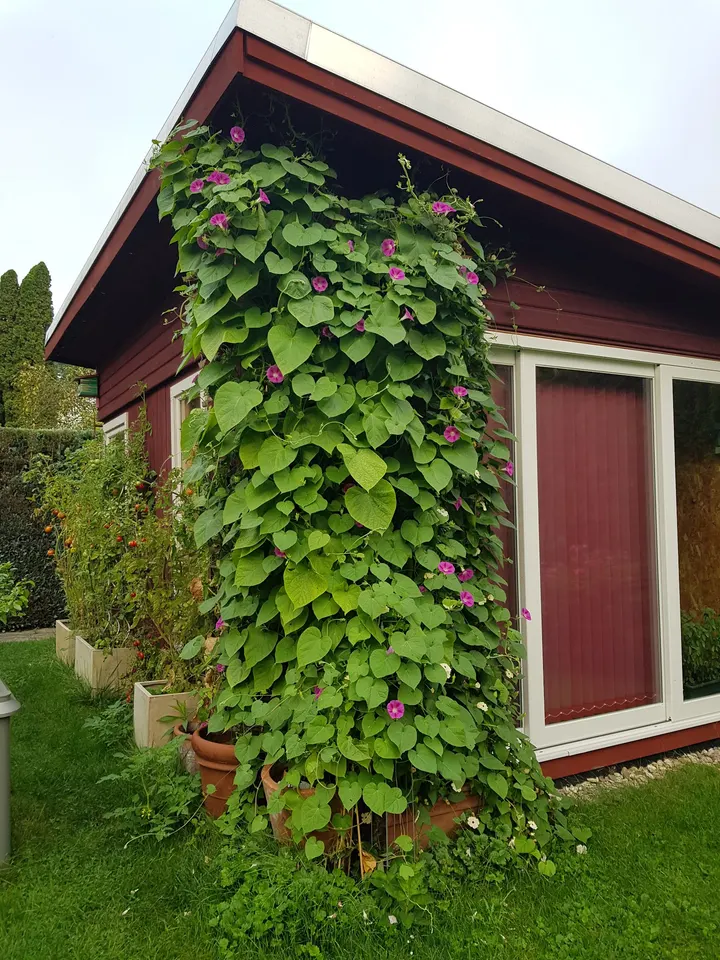 Jetzt ist Yogazeit — Yoga in Seelhorst, Hannover
