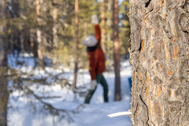 Evergreens Studio — jooga-studio – Rovaniemi — 2