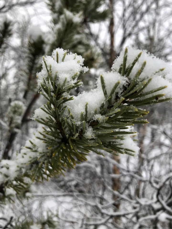 Evergreens Studio — jooga-studio – Rovaniemi — 3