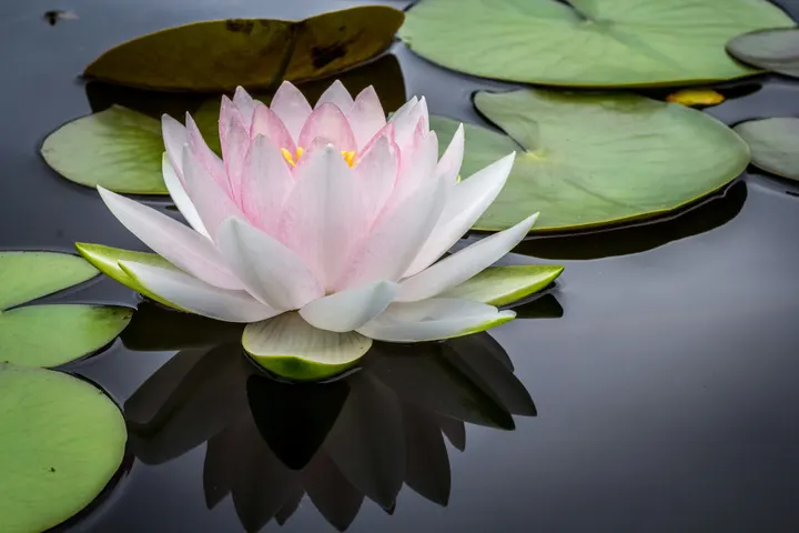 Norrvikenyoga — yoga-studio in Sollentuna, Stockholm — 3