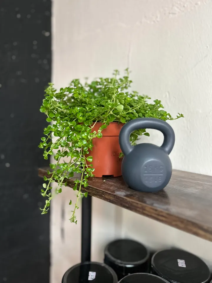 Angus Pt @ Unit6fitness — pt studio in Dingwall — 4
