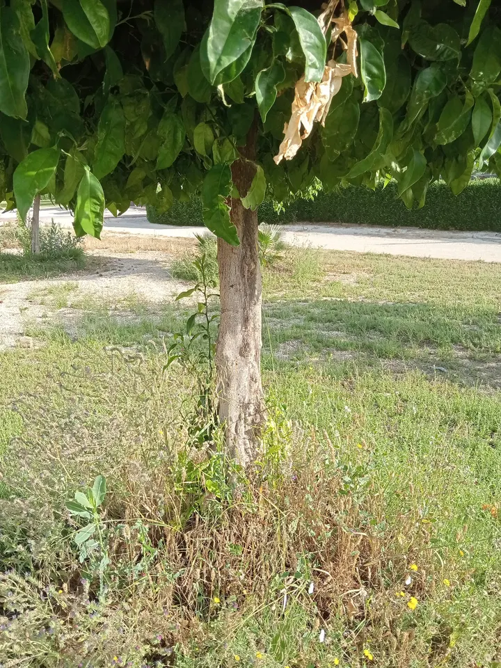 Parque de calistenia — calisthenics-studio en Sevilla — 2
