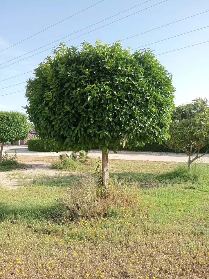 Parque de calistenia — calisthenics-studio en Sevilla — 3