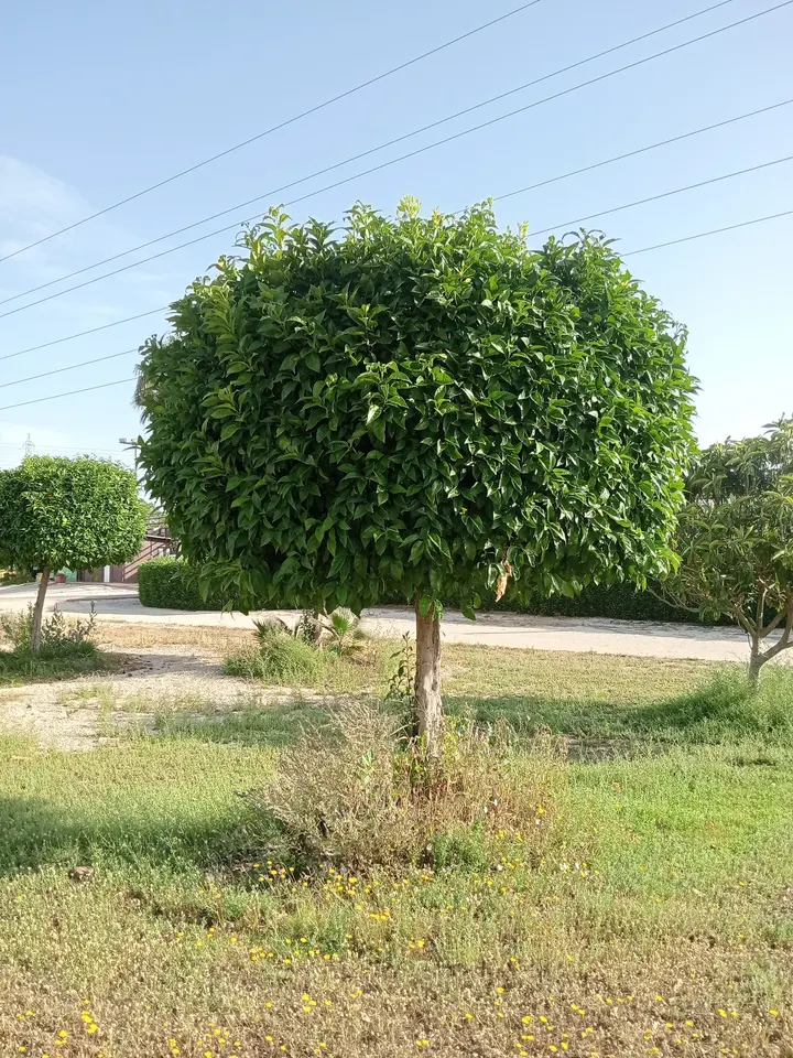 Parque de calistenia — calisthenics-studio en Sevilla — 4