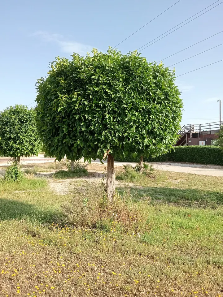 Parque de calistenia — Calisthenics en Sevilla