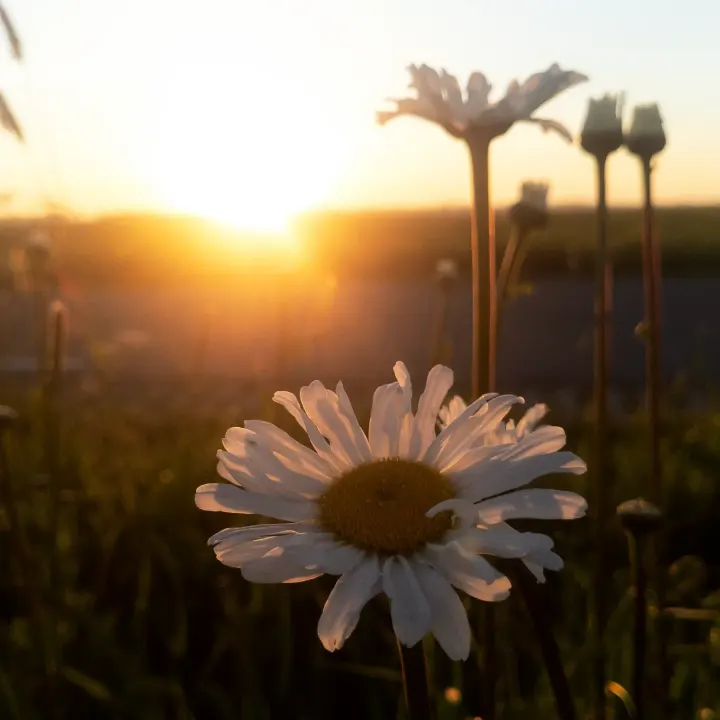Leven vanuit Zijn — meditatie-studio in Leeuwarden — 3
