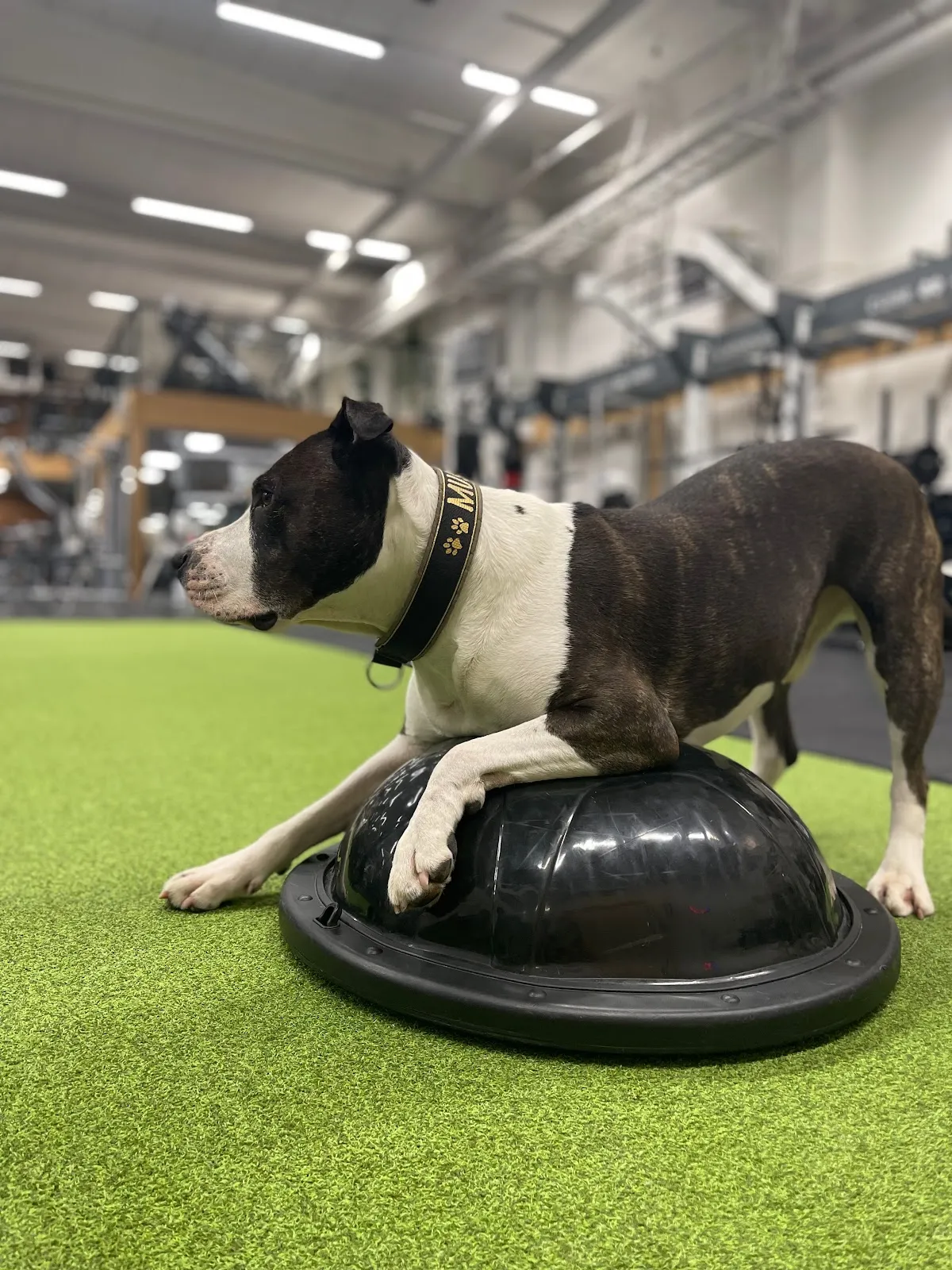 Fight Fit Athletics Kristinehamn — funktionell träning-studio i Kristinehamn — bild 3