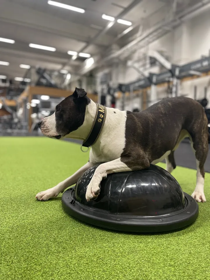 Fight Fit Athletics Kristinehamn — funktionell träning-studio i Sanna, Kristinehamn — 3