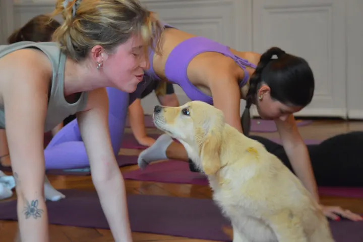 Puppy Yoga Center Bordeaux — yoga-studio à Bordeaux Maritime, Bordeaux — 3