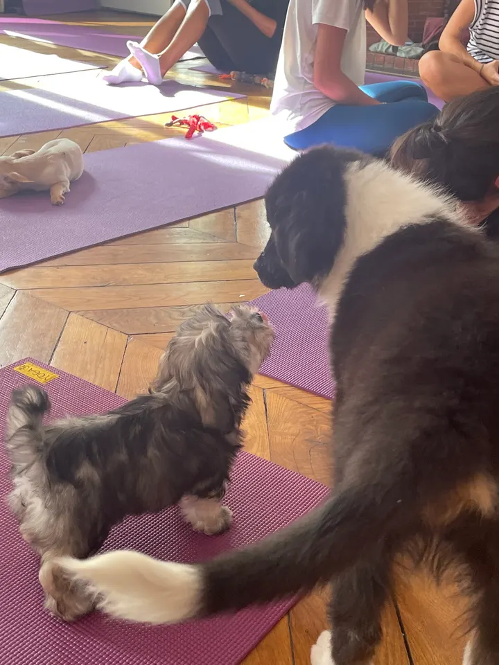 Puppy Yoga Center Bordeaux — yoga-studio à Bordeaux — 5