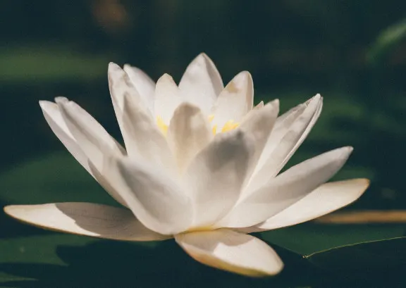 Mindfulness Trieste — meditazione-studio a Barriera Nuova, Trieste — 2