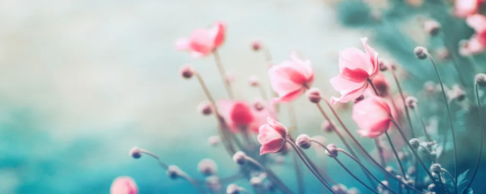 Greenspirit Yoga — yoga-studio i Essen — 2