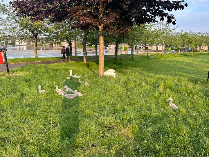 Outdoor Gym - Stobsmuir Park — fitness studio in Dundee — 3