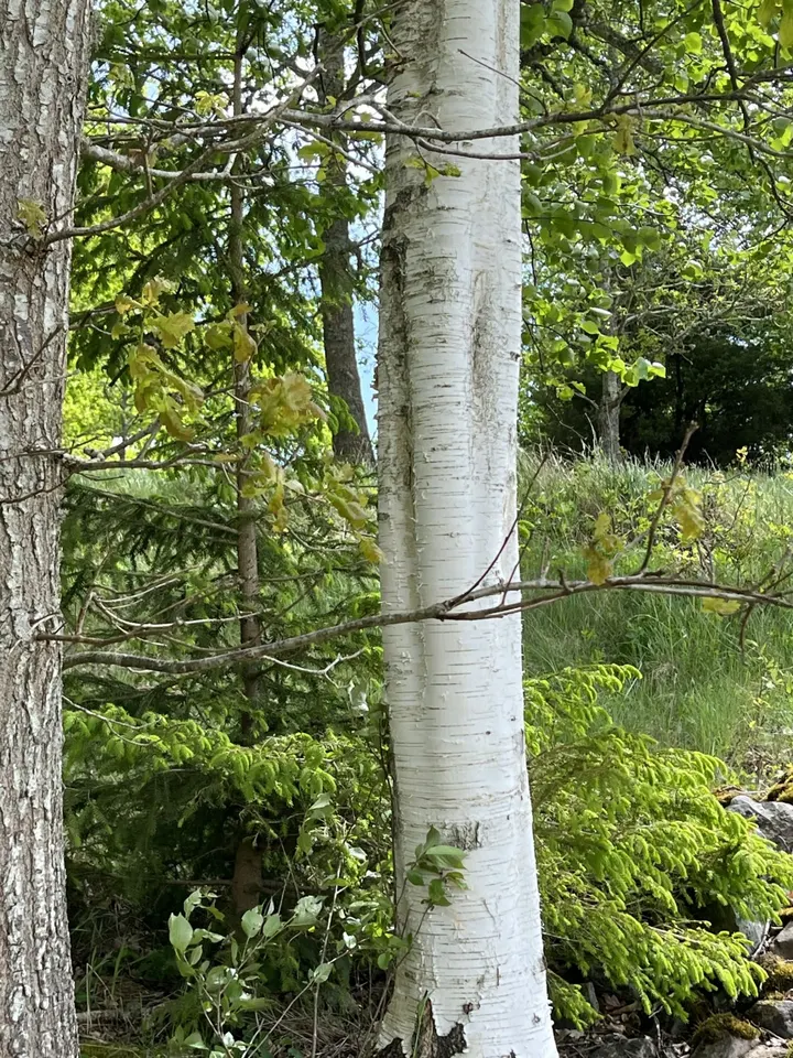 Yogastugan på Öna — yoga-studio i Vretstorp — 3