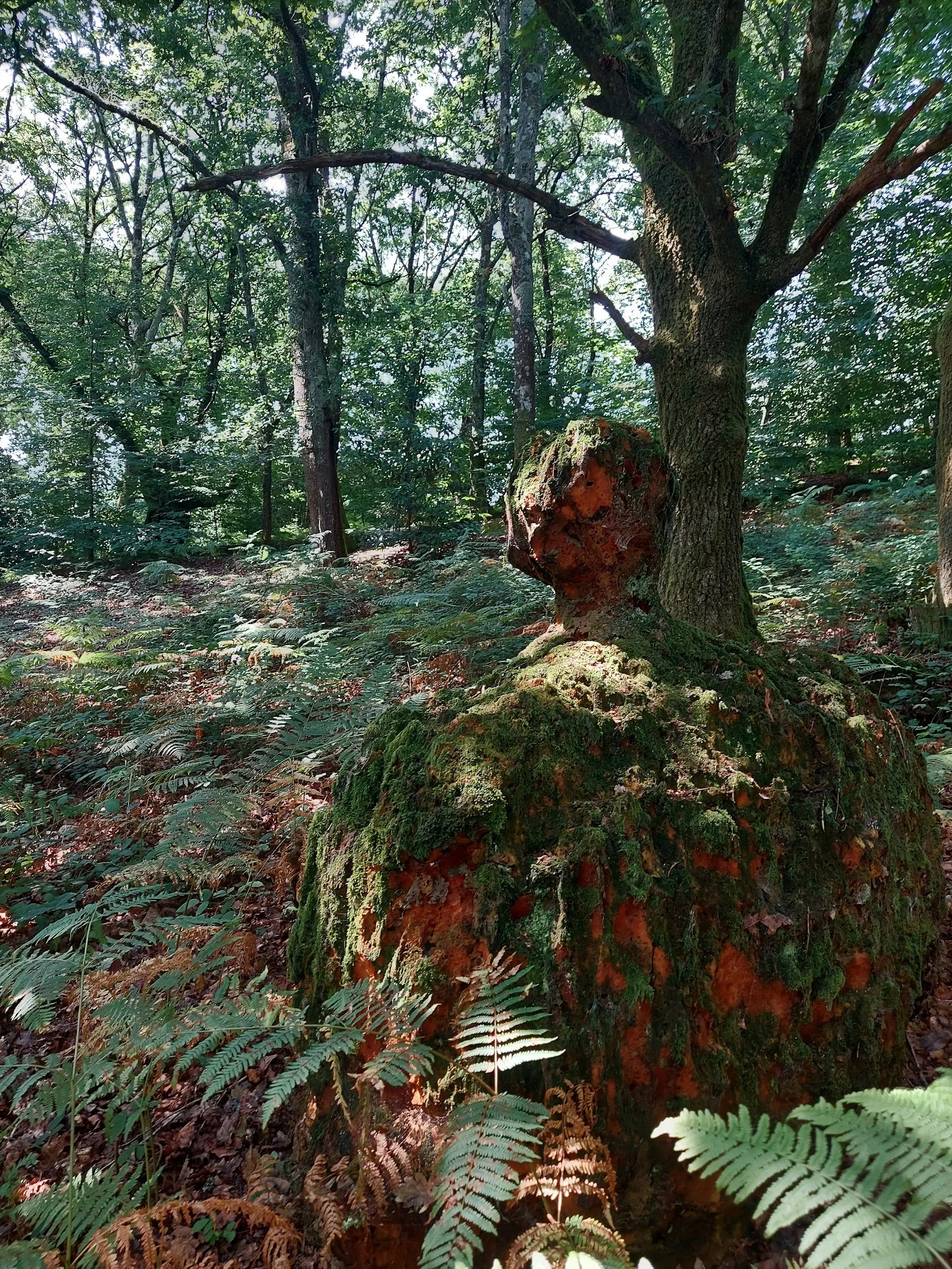 Bosque Escondido Arte — yoga-studio en Cerecea — 2