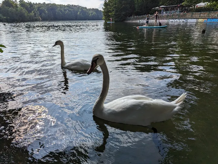 Alchemy of Growth - Liegewiese Schlachtensee — fitnessstudio in Schlachtensee, Berlin — 3
